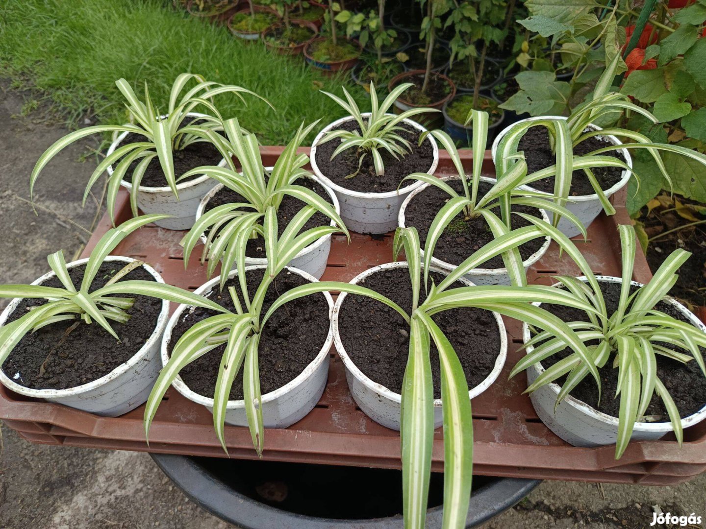 Zöldike, Csokrosinda (Chlorophytum Comosum) konténerben eladó!