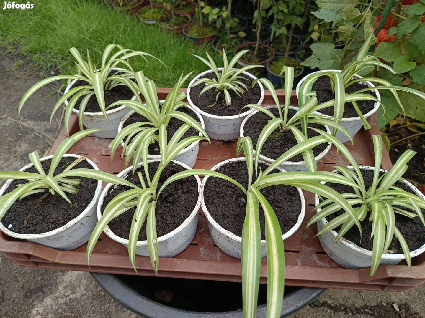 Zöldike, Csokrosinda (Chlorophytum Comosum) konténerben eladó!