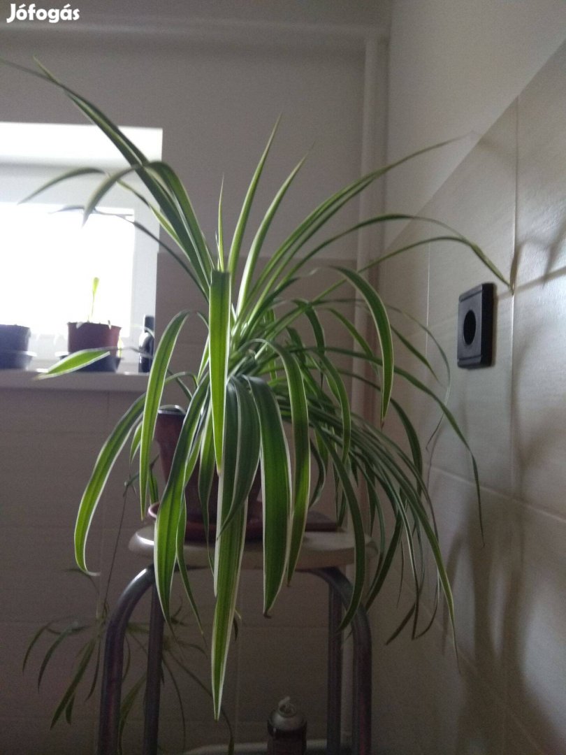 Zöldike szoba növény