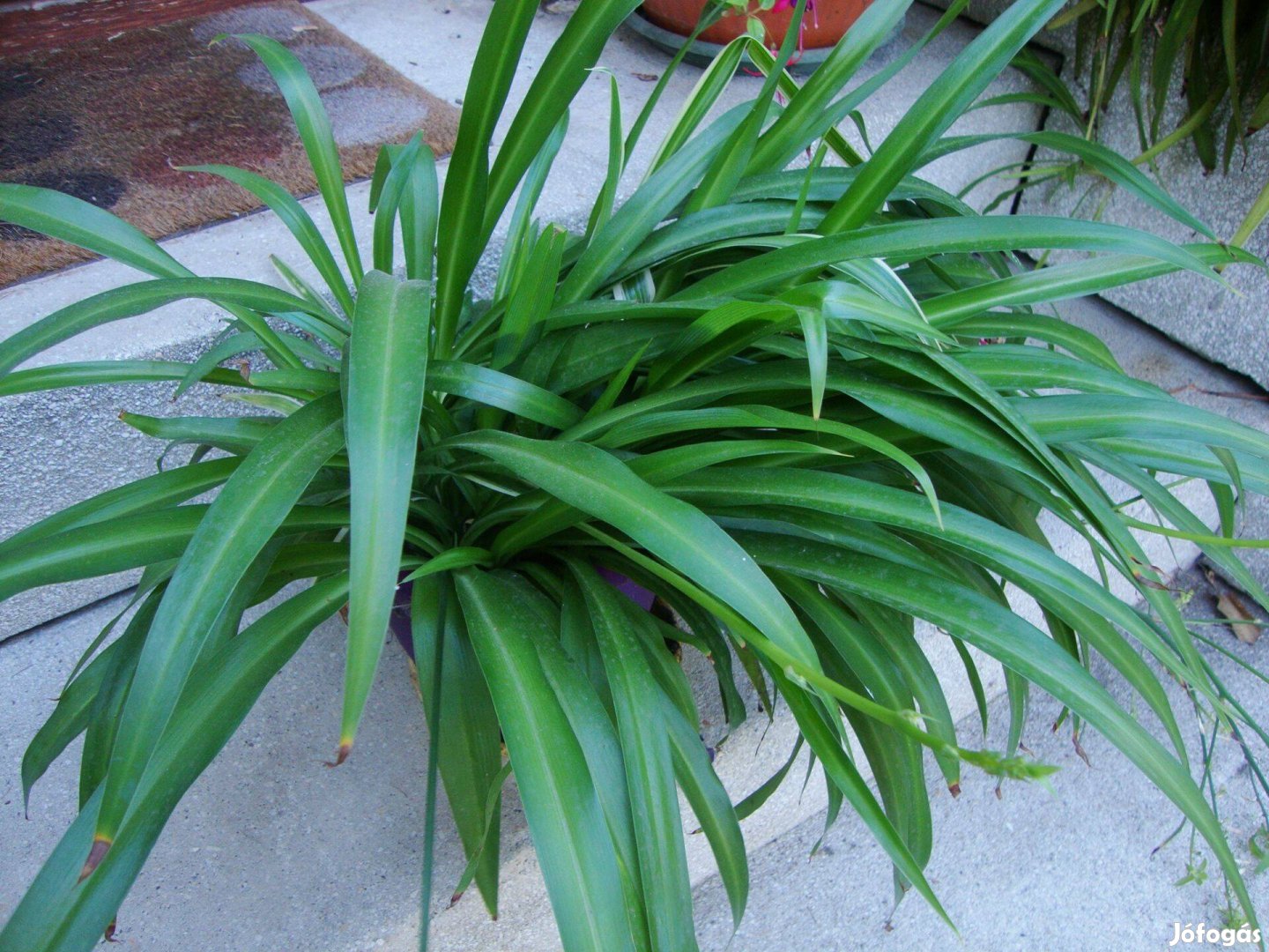 Zöldike vitorlavirág