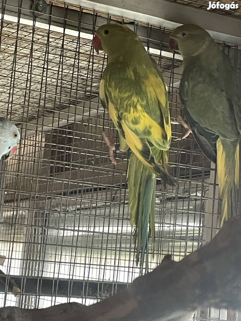 Zöldtarka kissándor papagáj hím