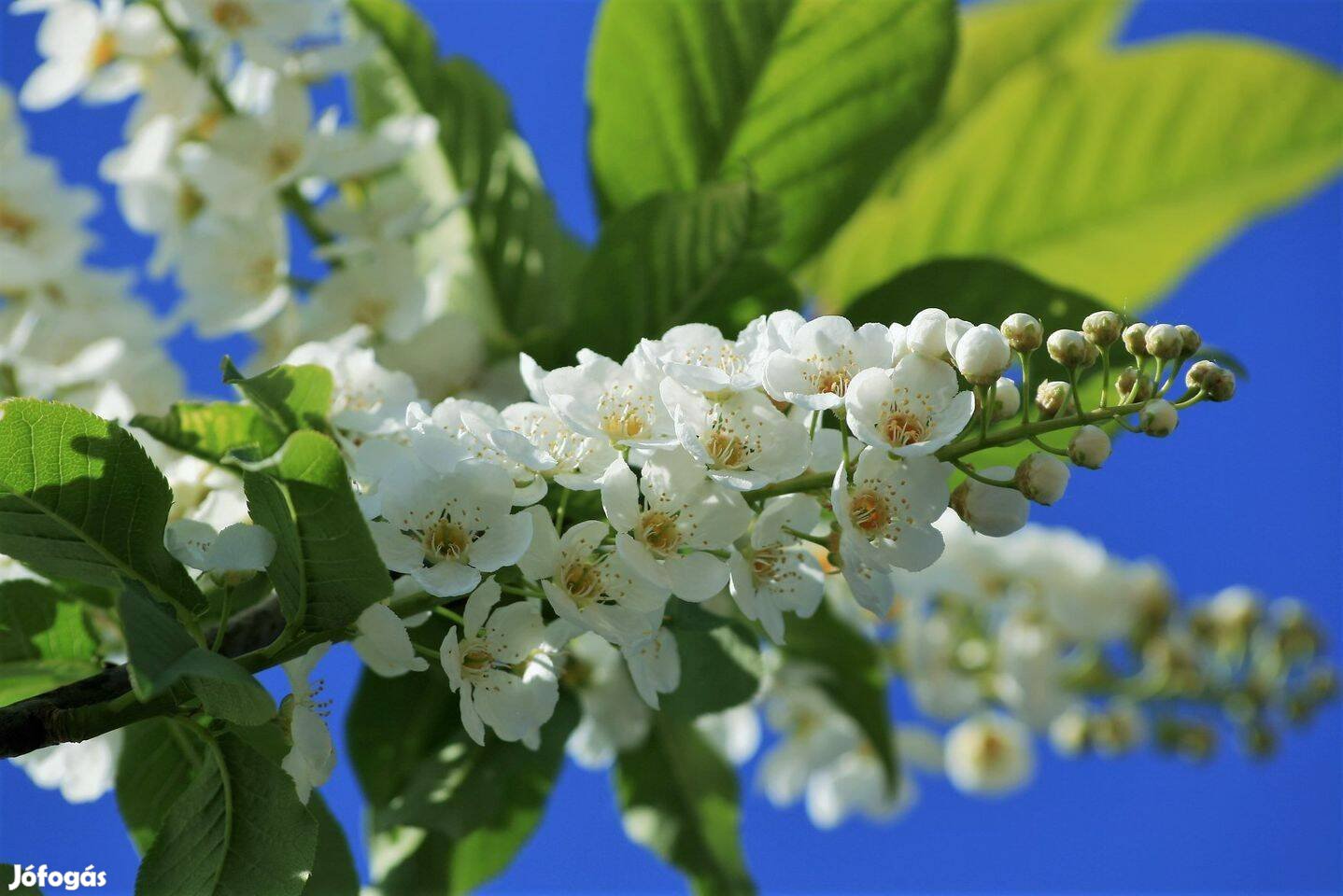 Zselnicemeggy Májusfa Prunus padus díszfa