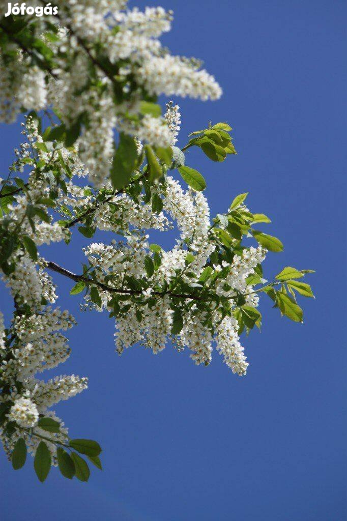 Zselnicemeggy Májusfa Prunus padus díszfa