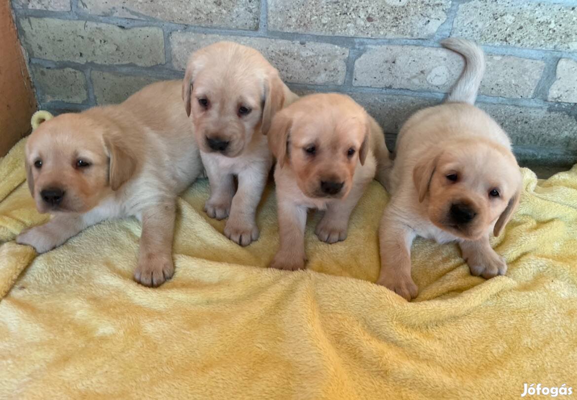 Zsemle , Fekete és Csoki barna Labrador kiskutyák