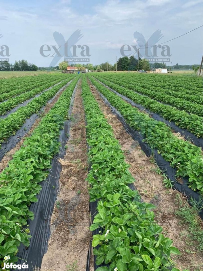 Zsombón, 8500m2-es mezőgazdasági terület eladó