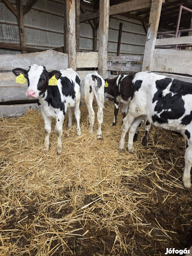10db választos holsten bika!