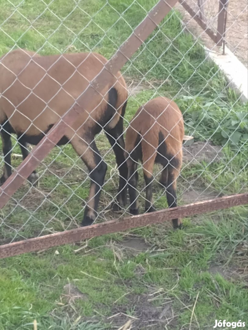 3 hónapos Kameruni kis bárány eladó  