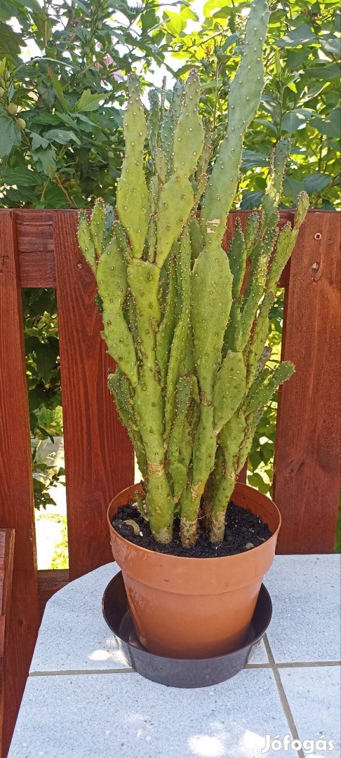 65 cm magas több tőből álló kaktuszom eladó.