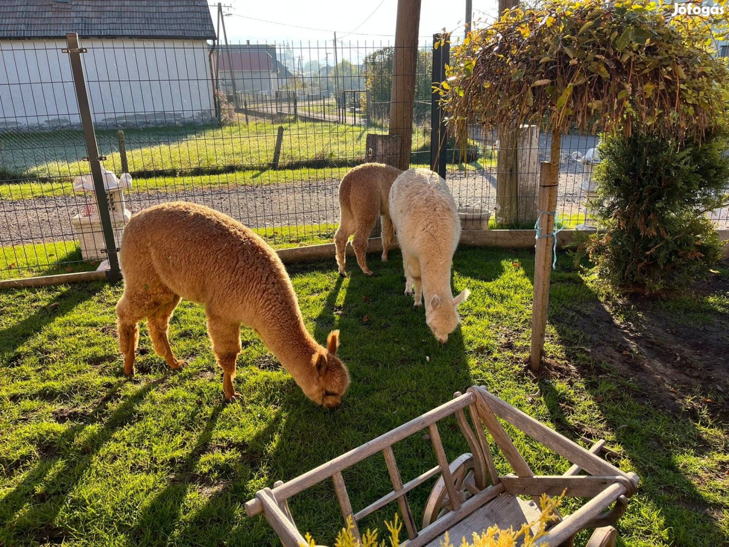 Alpaca minden szinben 