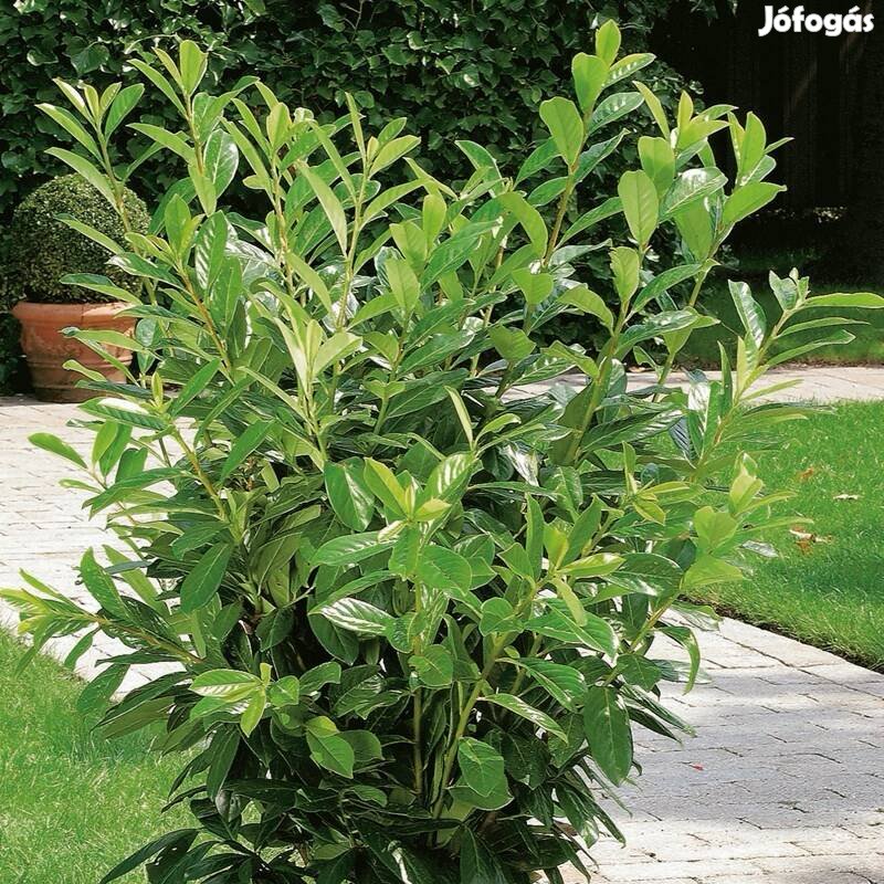 Babérmeggy 120-150 cm