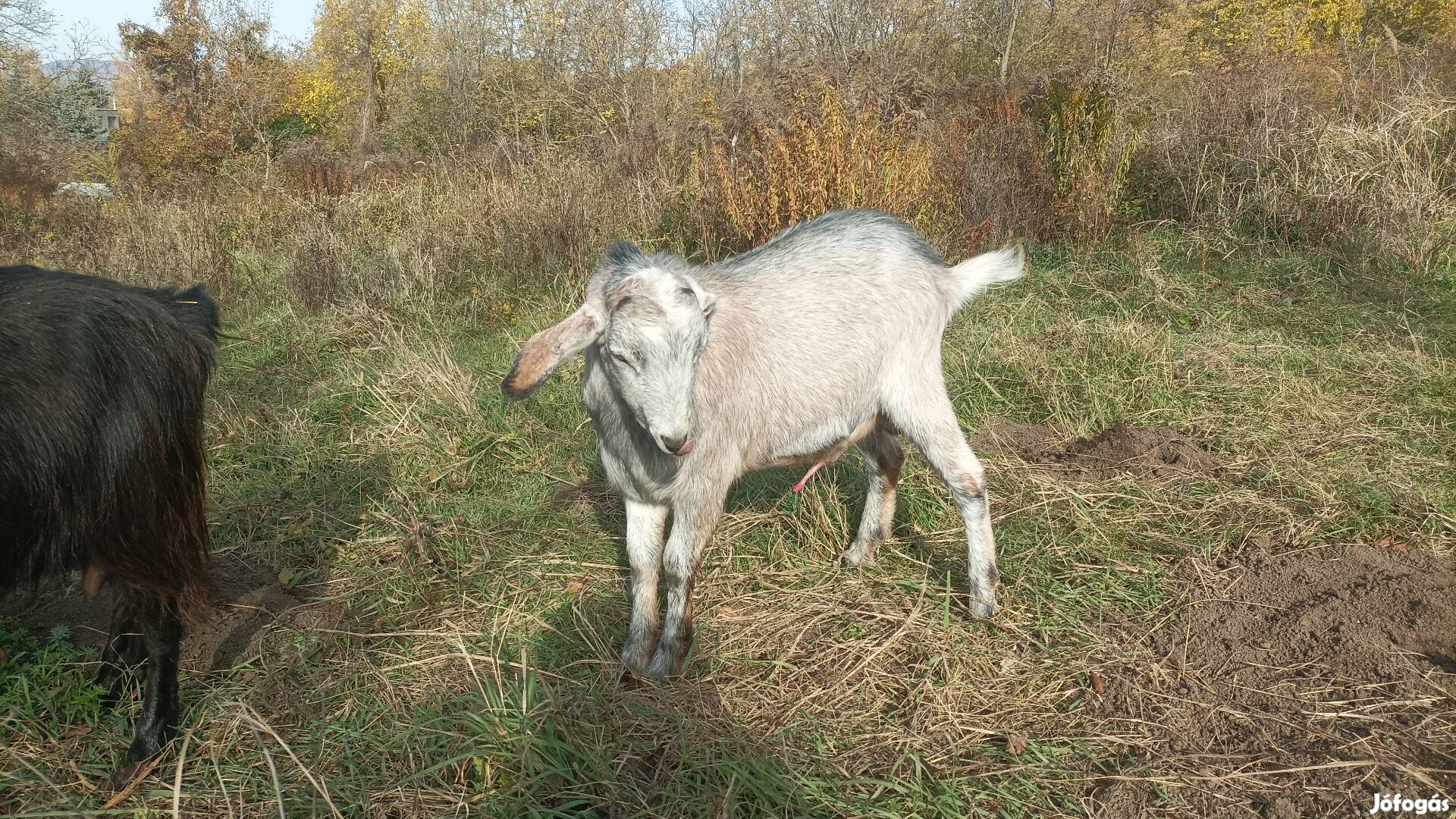 Bak kecske gazdát cserélne