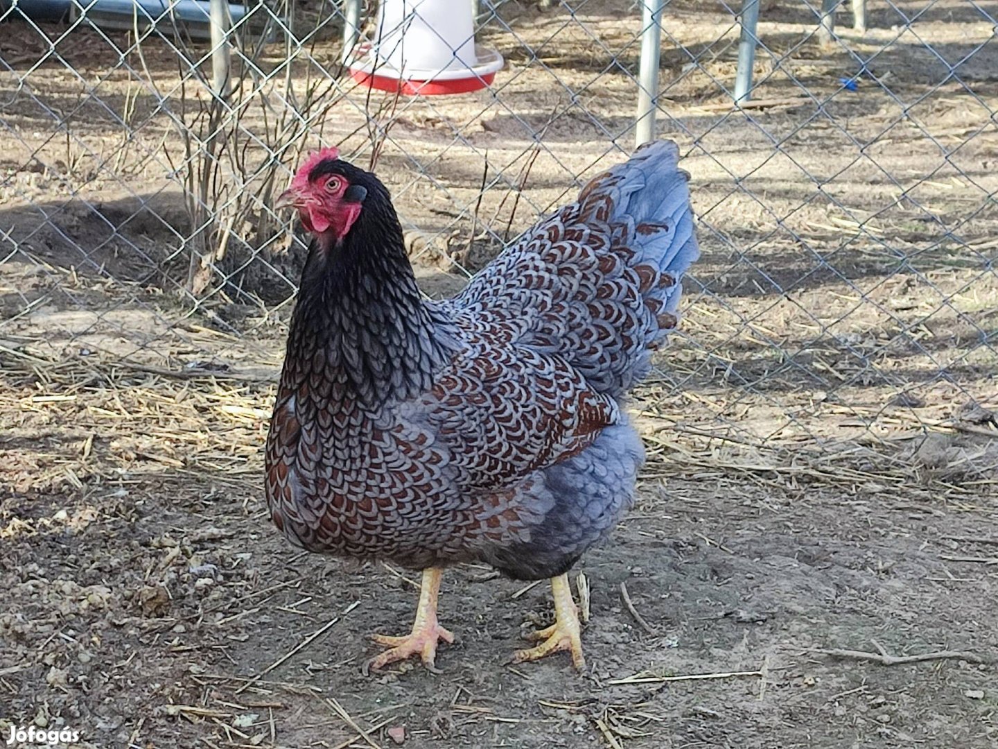 Barnevelder csalad