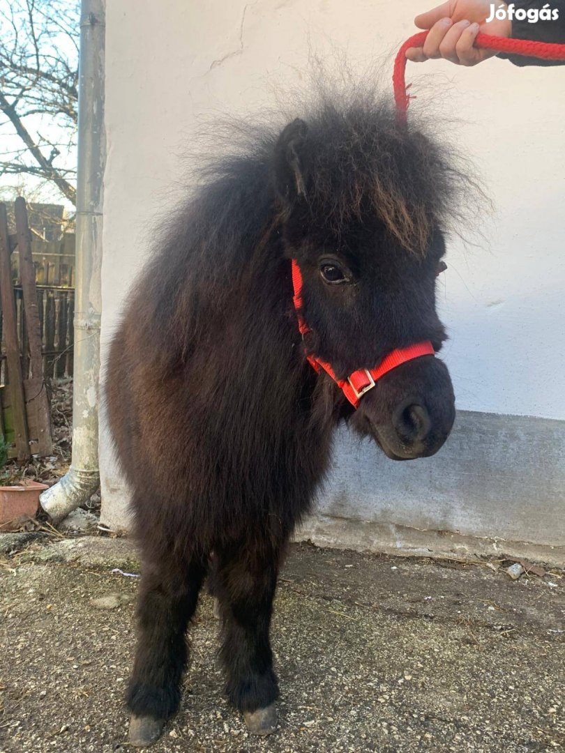 Cuki mini pónik eladóak!