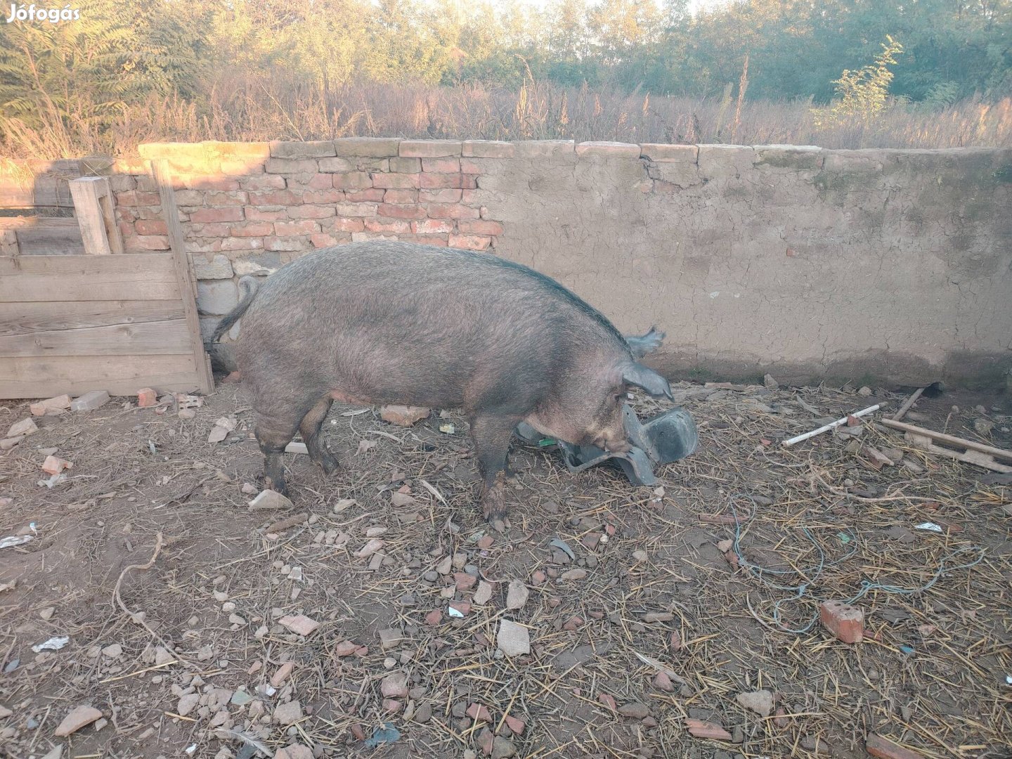 Duroc koca hasas eladó 