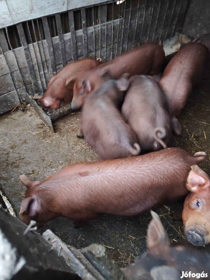 Eladó duroc süldők