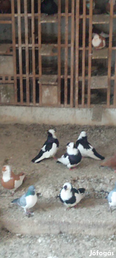 Eladó galambok