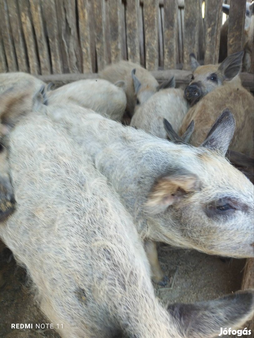 Eladó mangalica malacok 