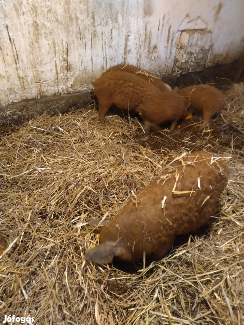 Fajtatiszta Vörös mangalica malacok eladók 