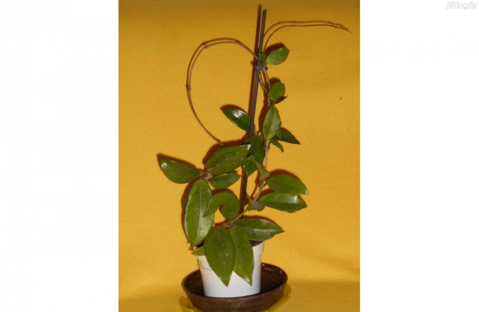 "Hoya carnosa " a csodálatos futónövény/ viaszvirág /kb.100 cm
