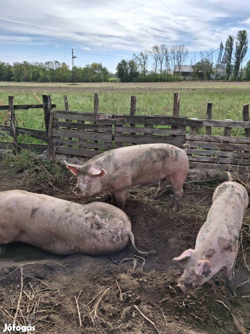 Kan disznó eladó akár csere is érdekel