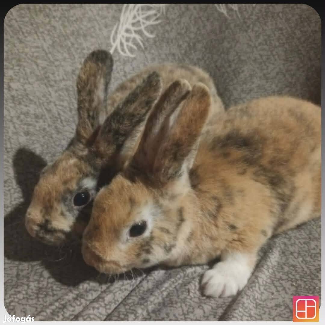 Költözésre kész nyuszik eladók