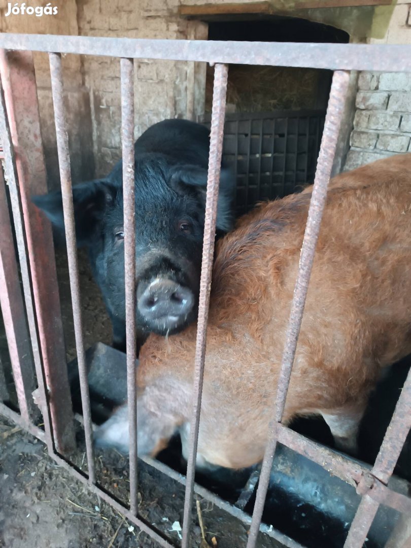 Mangalica, Mangalica Durok keverek eladó!