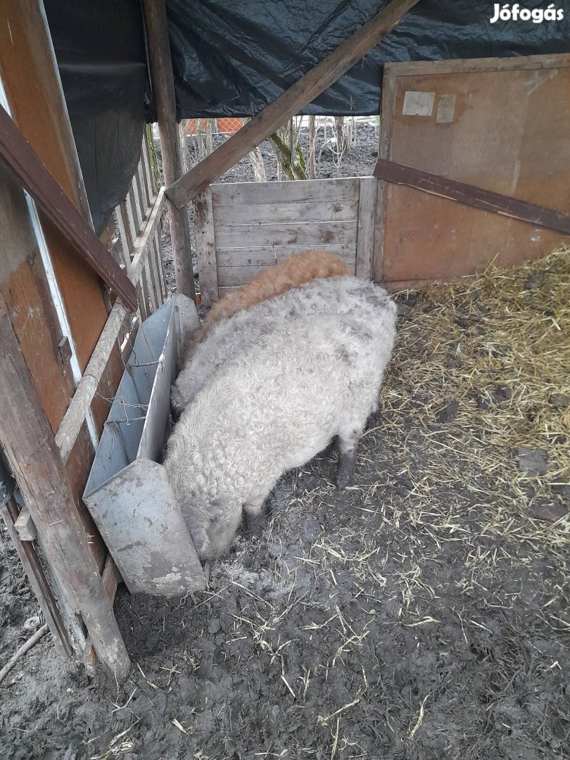 Mangalica malacok új helyet keresnek.