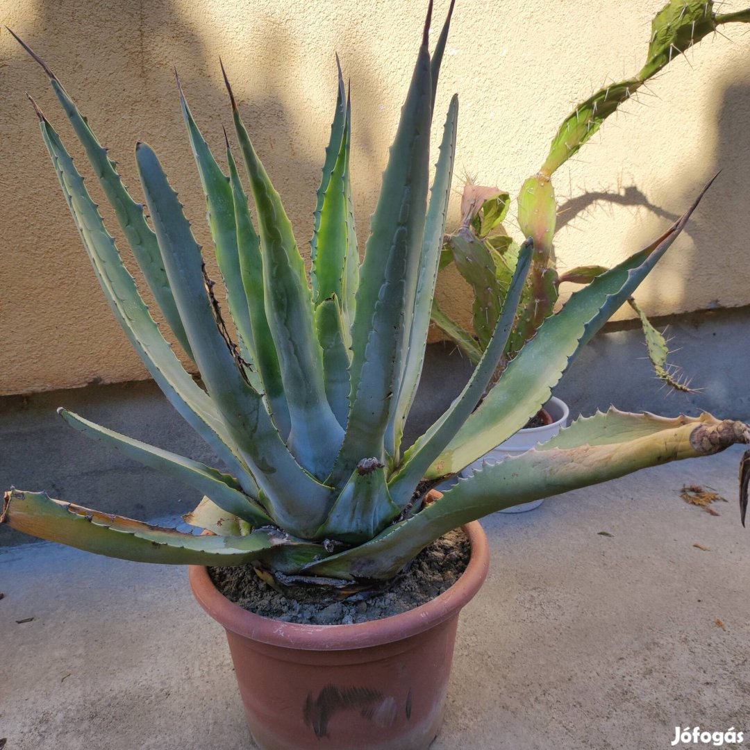 Nagy agave kaktusz