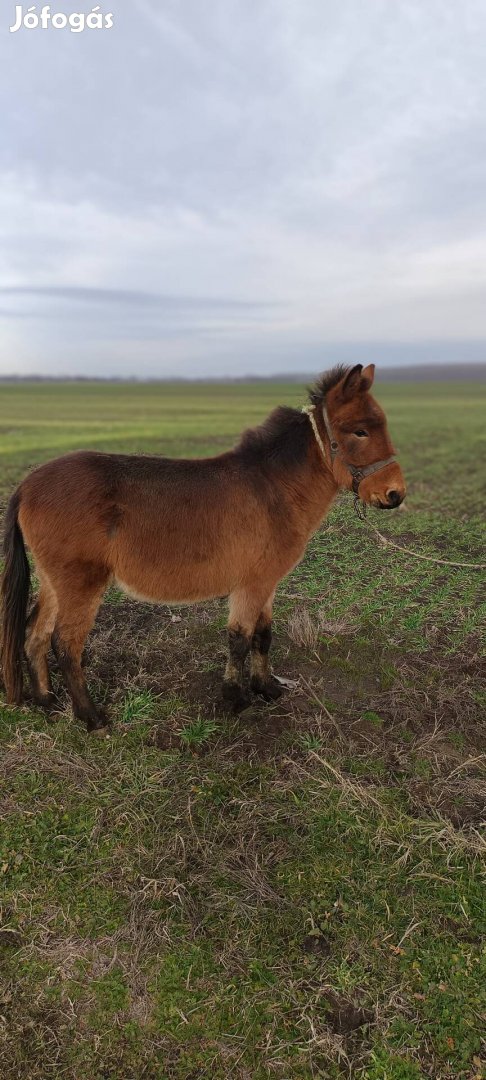 Öszvér csikó eladó vagy cserélhető!