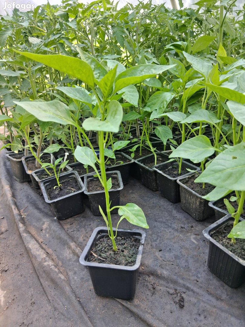Paprika, uborka palánta kapható.