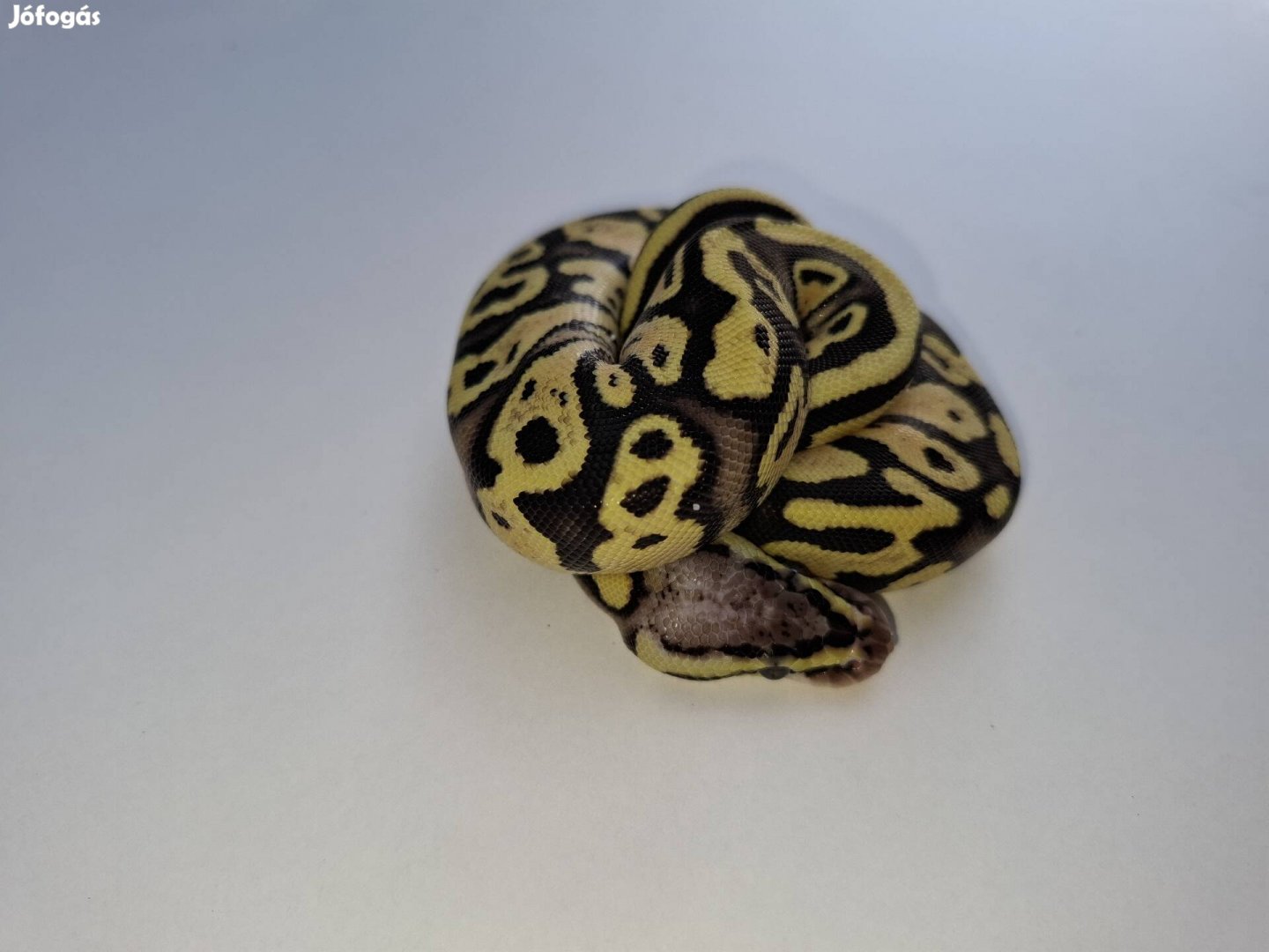 Pastel Fire het Clown királypiton