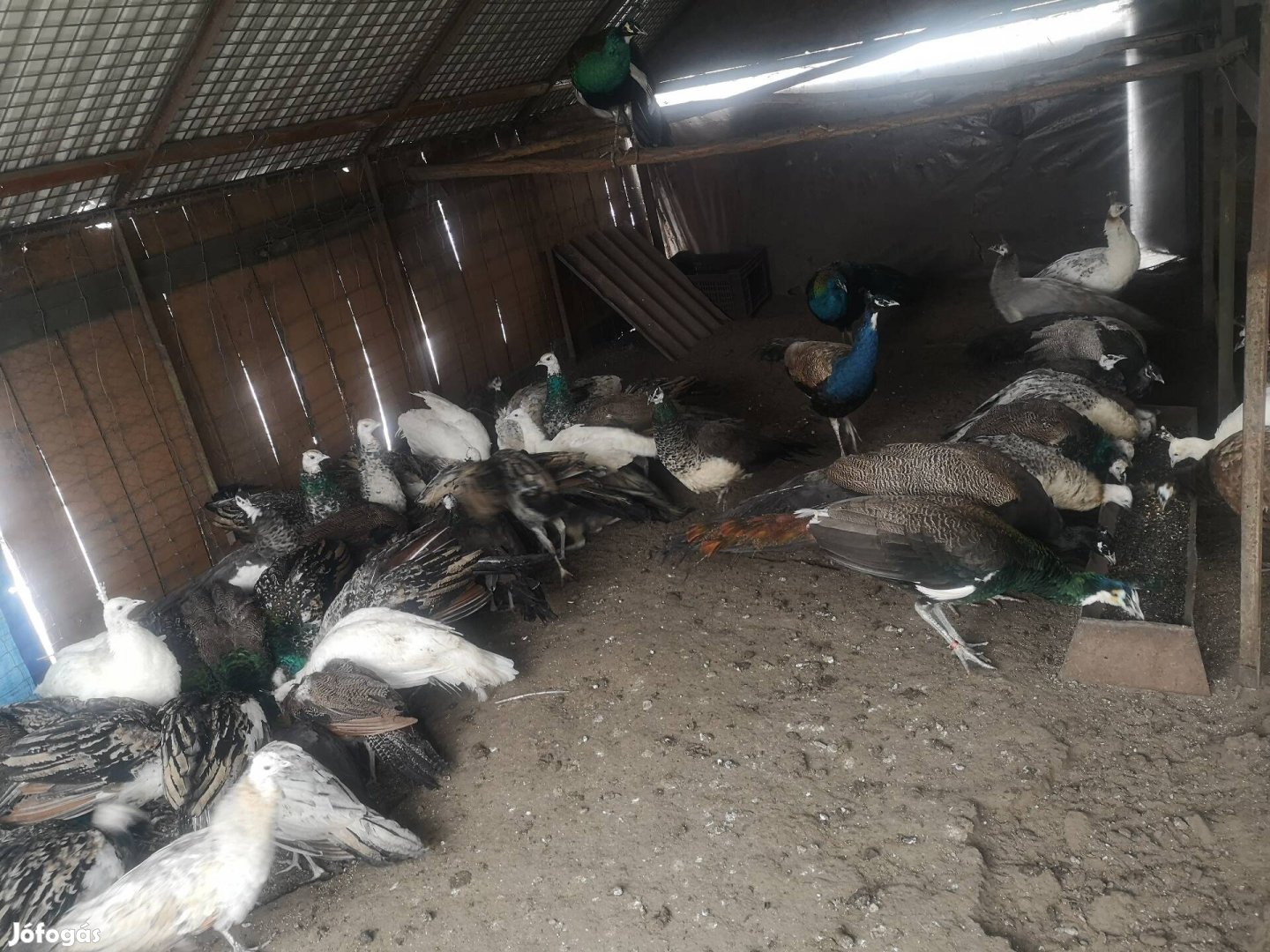 Pávák más udvarban díszelegnének!