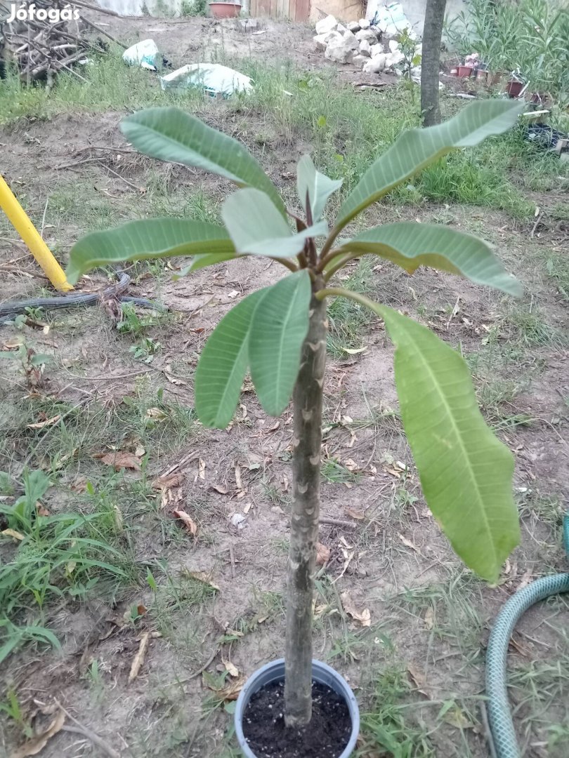 Plumeria Rubra 