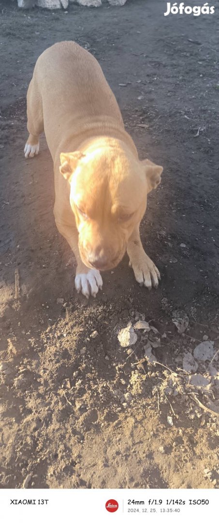 Staffordshire és cane corso keverék 