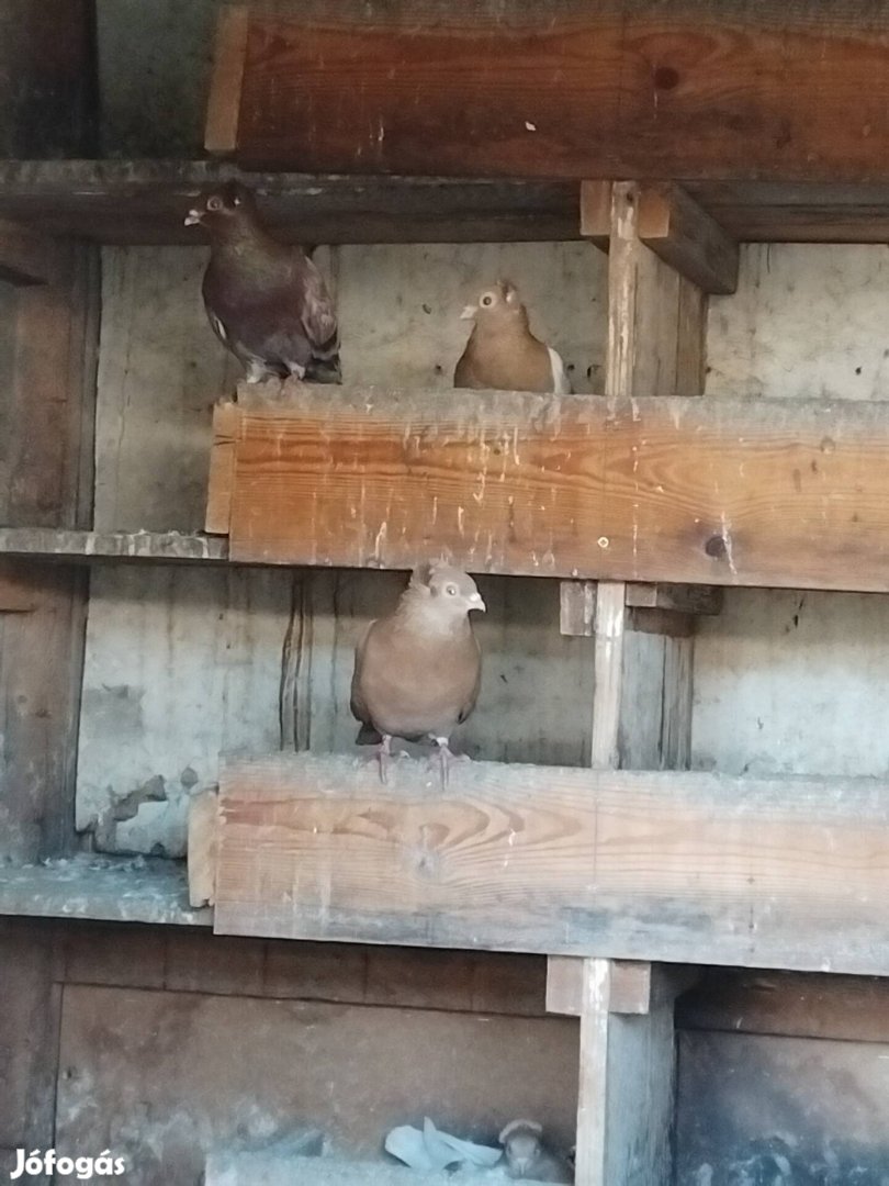 Szegedi keringő galambok