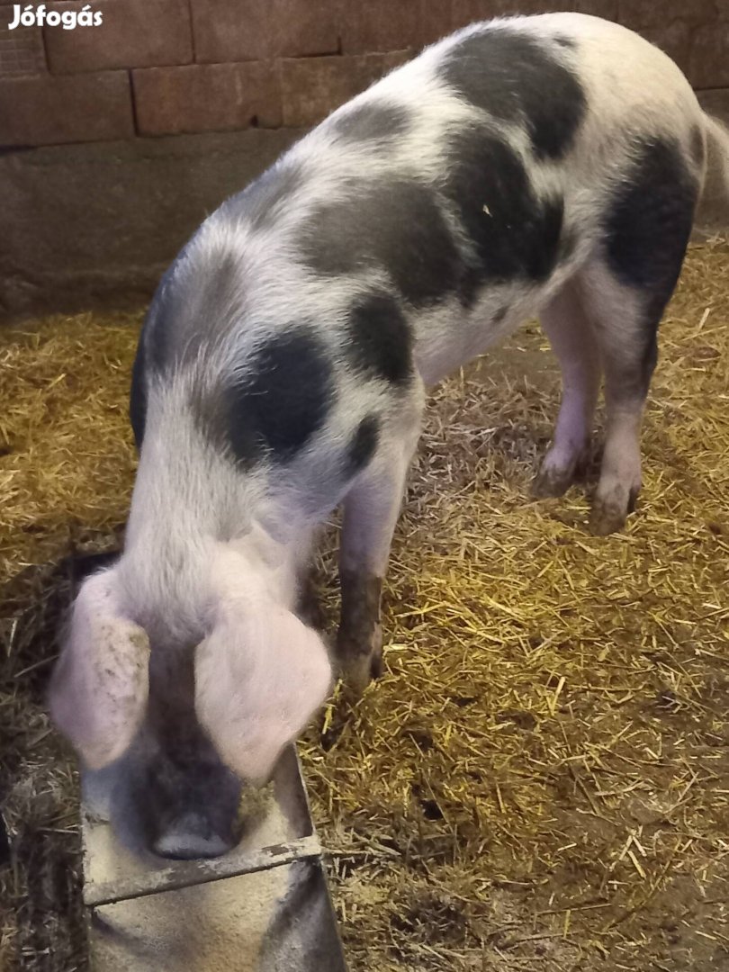 Vegyesdarán nevelt hizó eladó