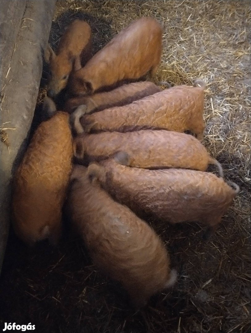 Vörös Mangalica malacok eladók 