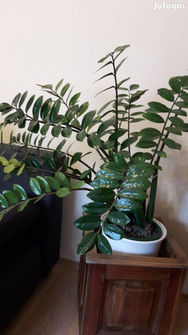 "Zamioculcas" -Legénypálma-