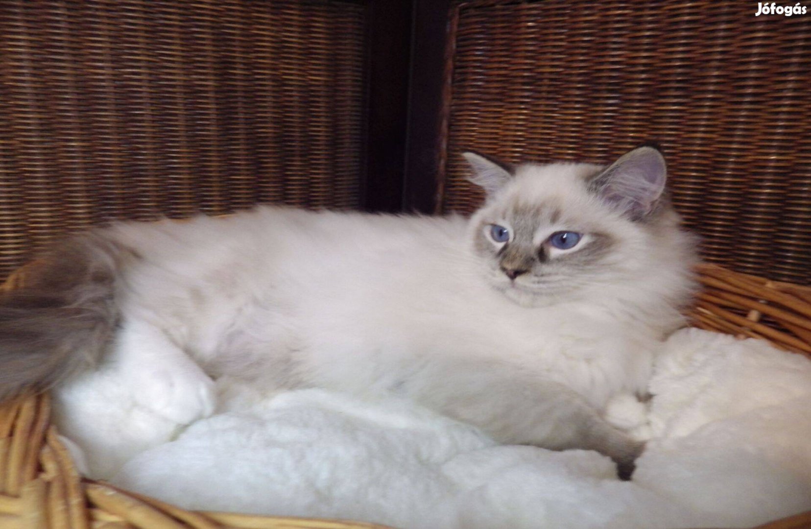 +Zara+ Törzskönyves Ragdoll cica! Seal Lynx Mitted lány!