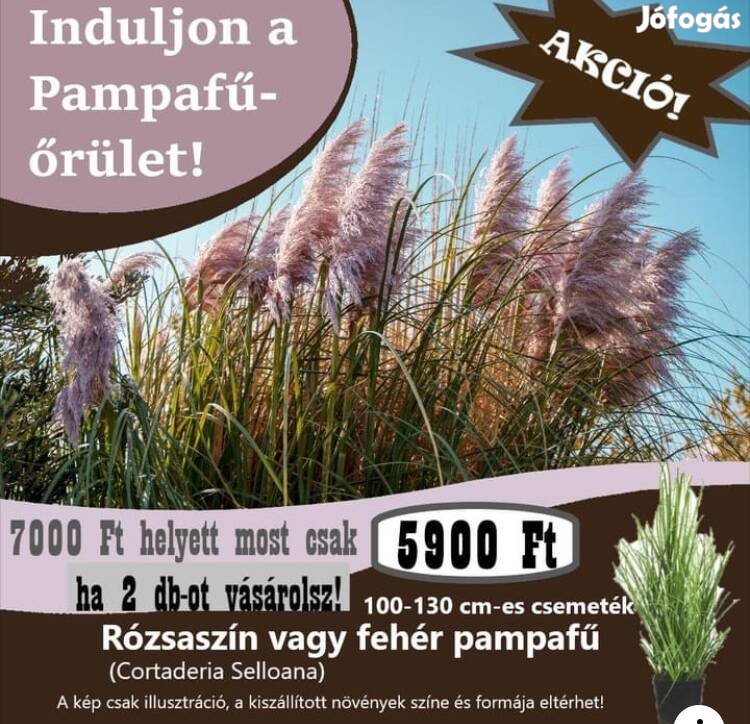 ? Induljon a Pampafű-Őrület! ?