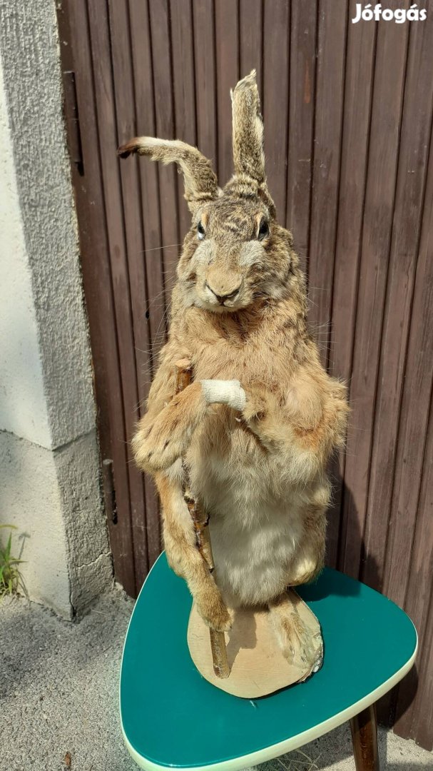 " Lábadozó vadnyúl " :-)  kitömött preparált taxidermy