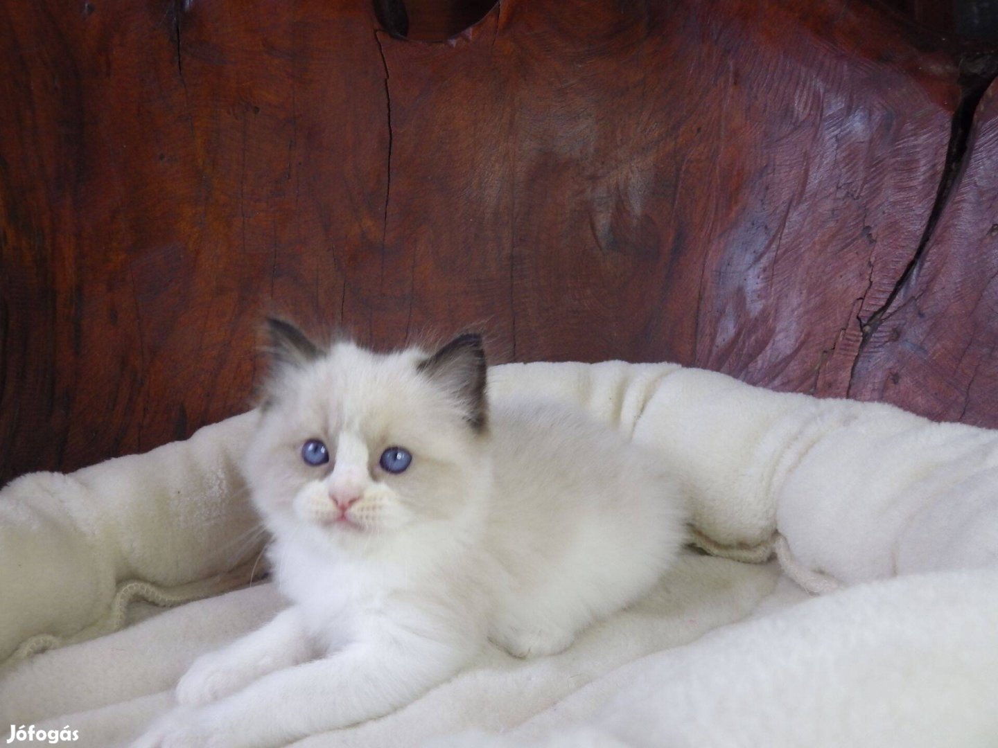 +++Johnnie-Walker+++Ragdoll cica