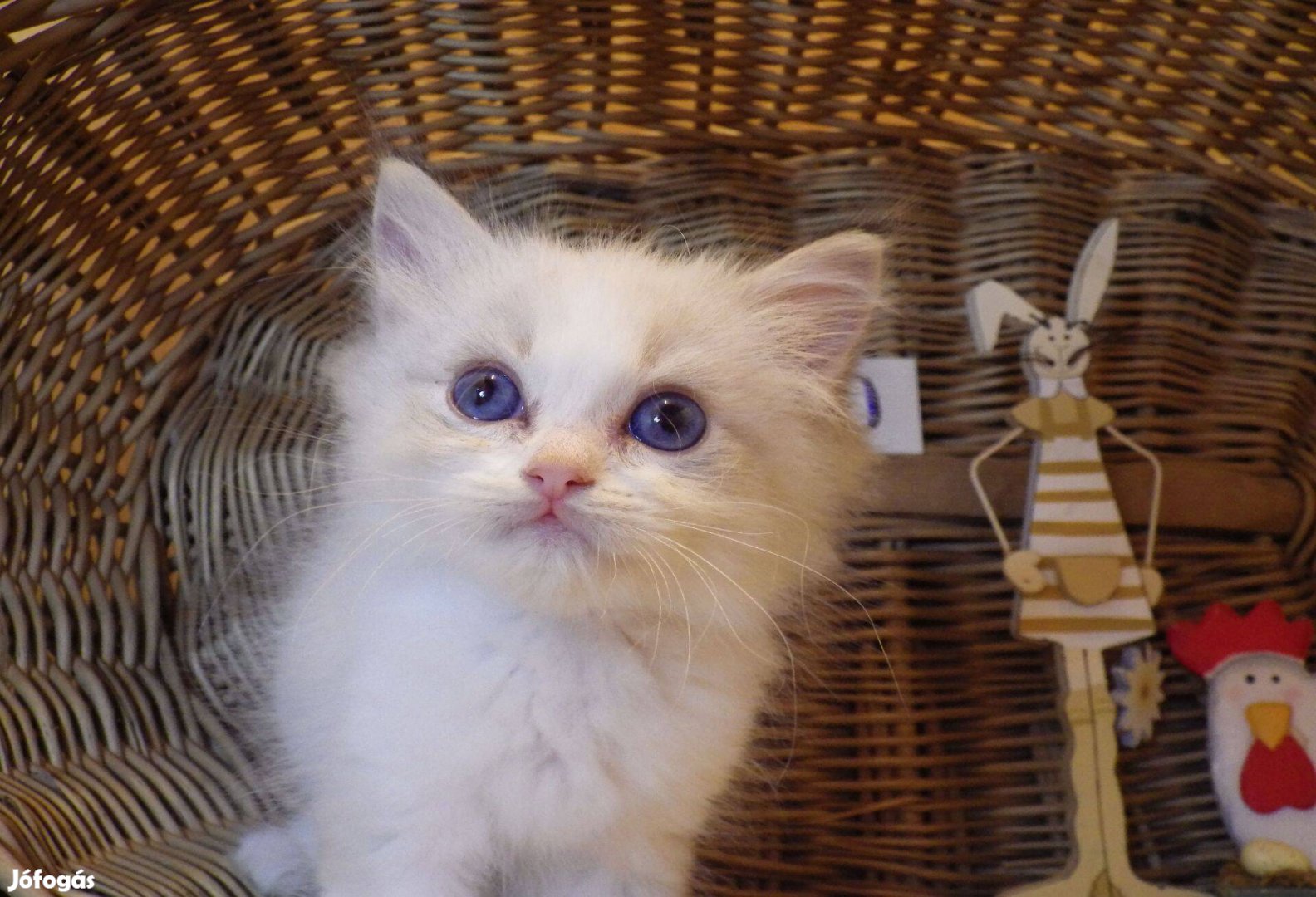 Törzzskönves Ragdoll Fiú!