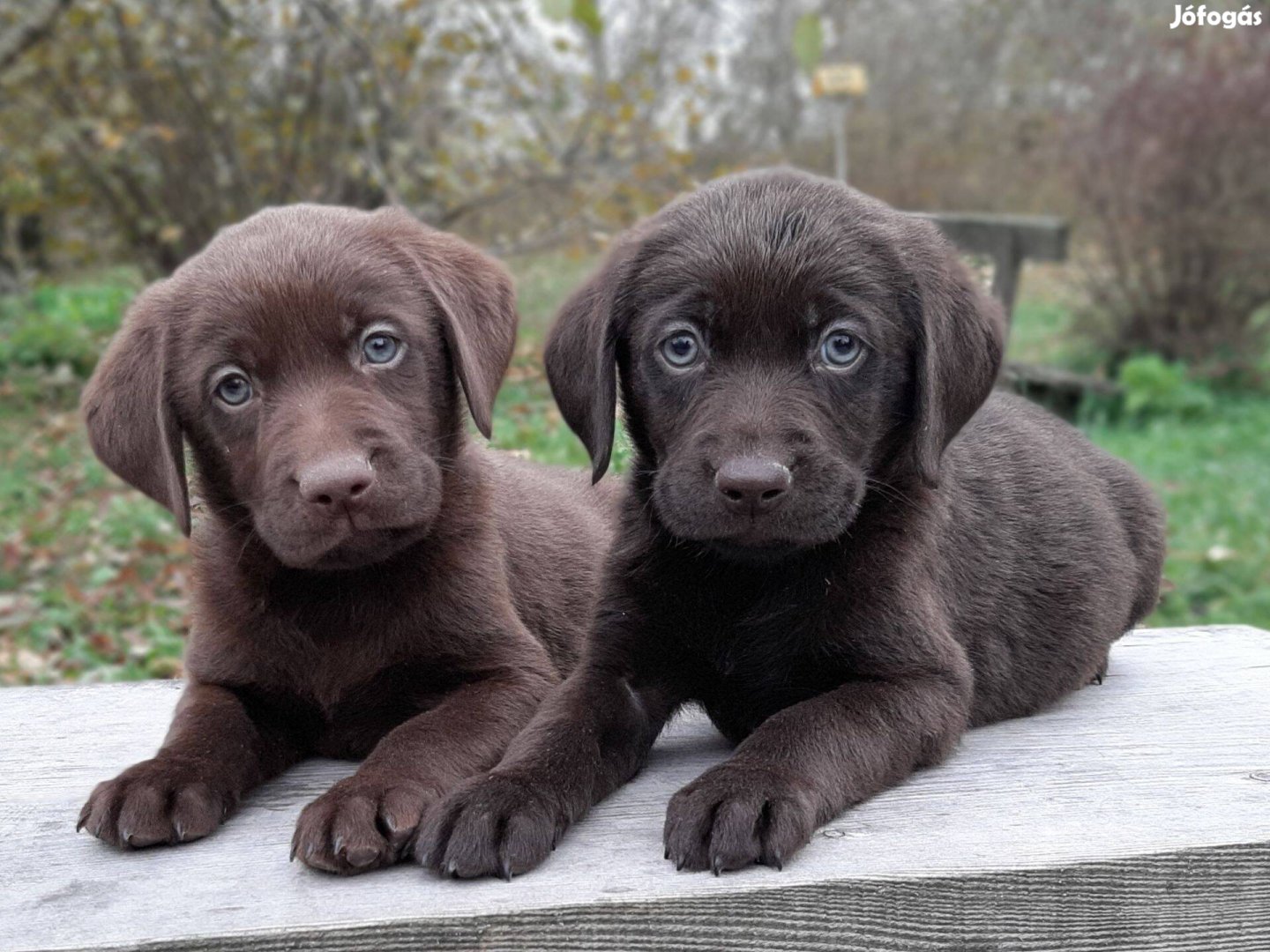 (csoki) barna labrador retriever eladó