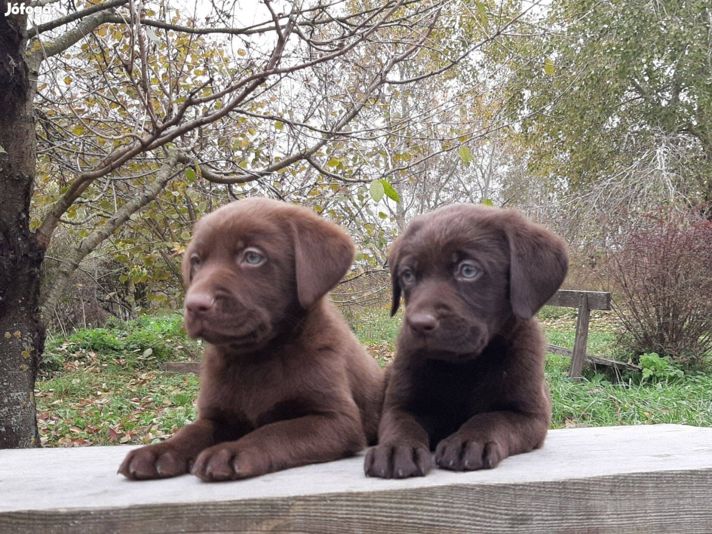 (csoki)barna eladó labrador retriever