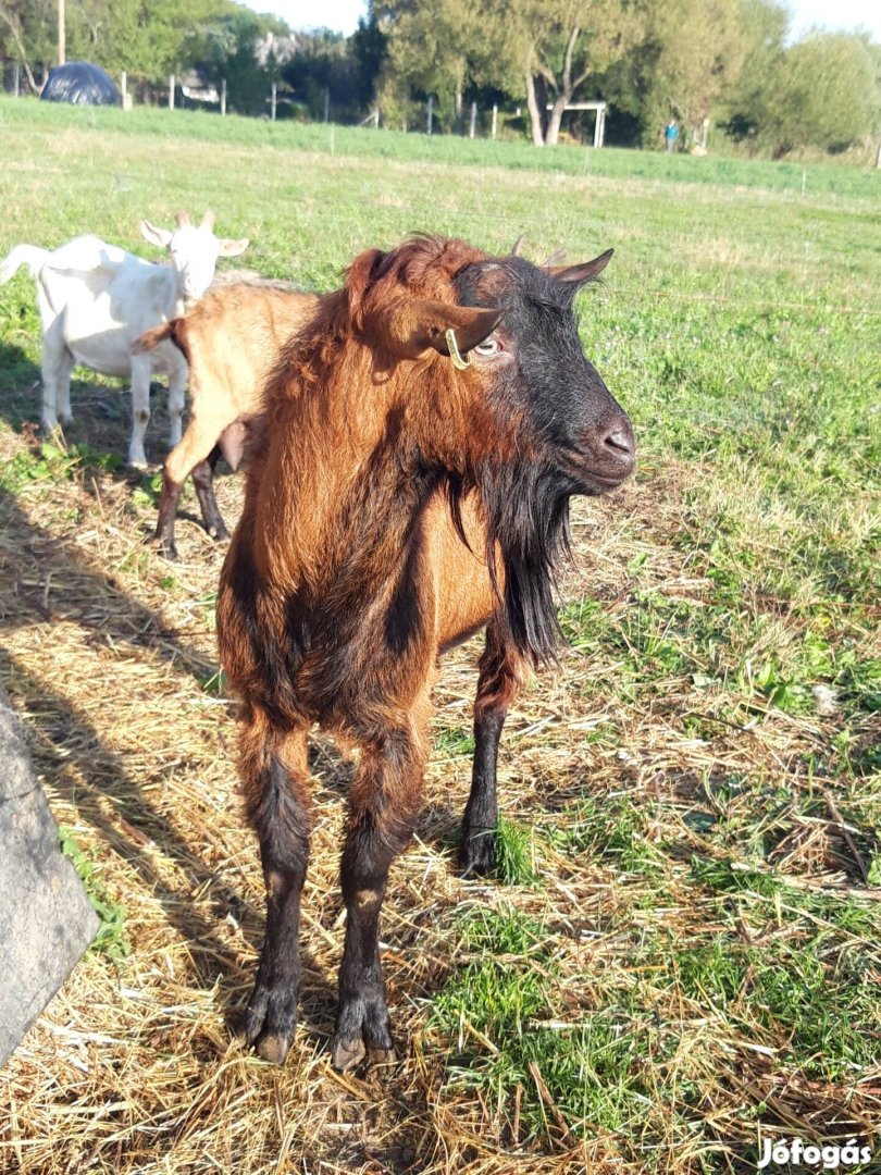 eladó nagy bak kecske 