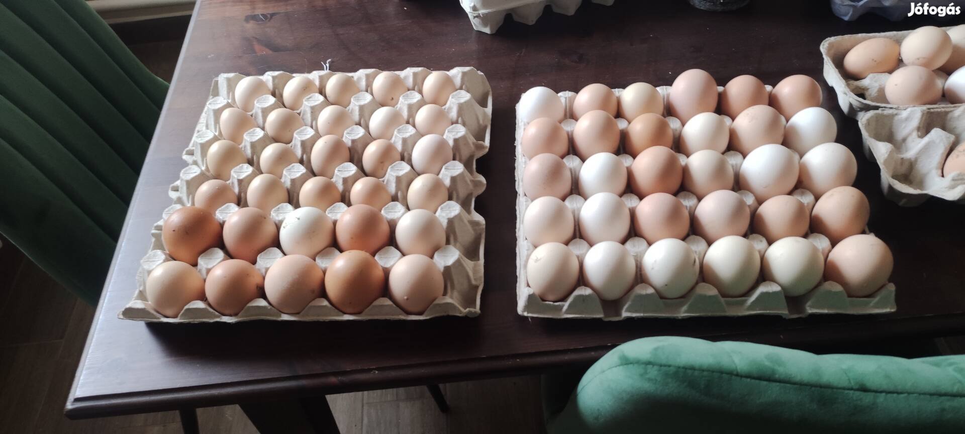 "nagytestű" tanyasi tyúk tojás keltetesre 