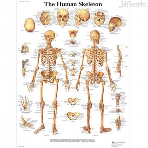aliposzter - emberi csontváz 50 x 67 cm