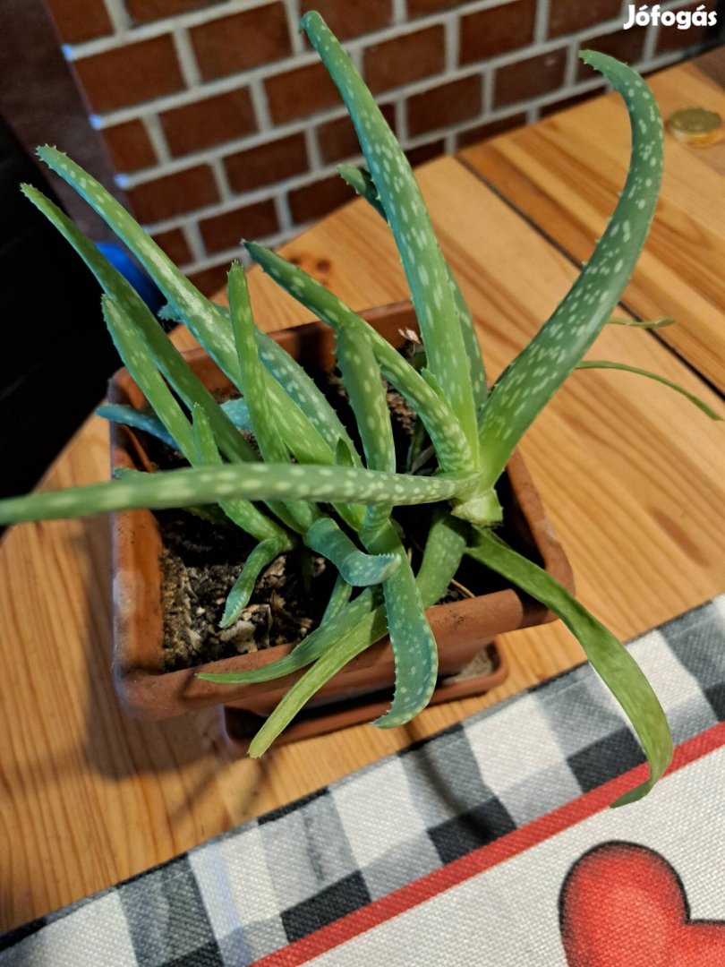 aloevera gyogy noveny