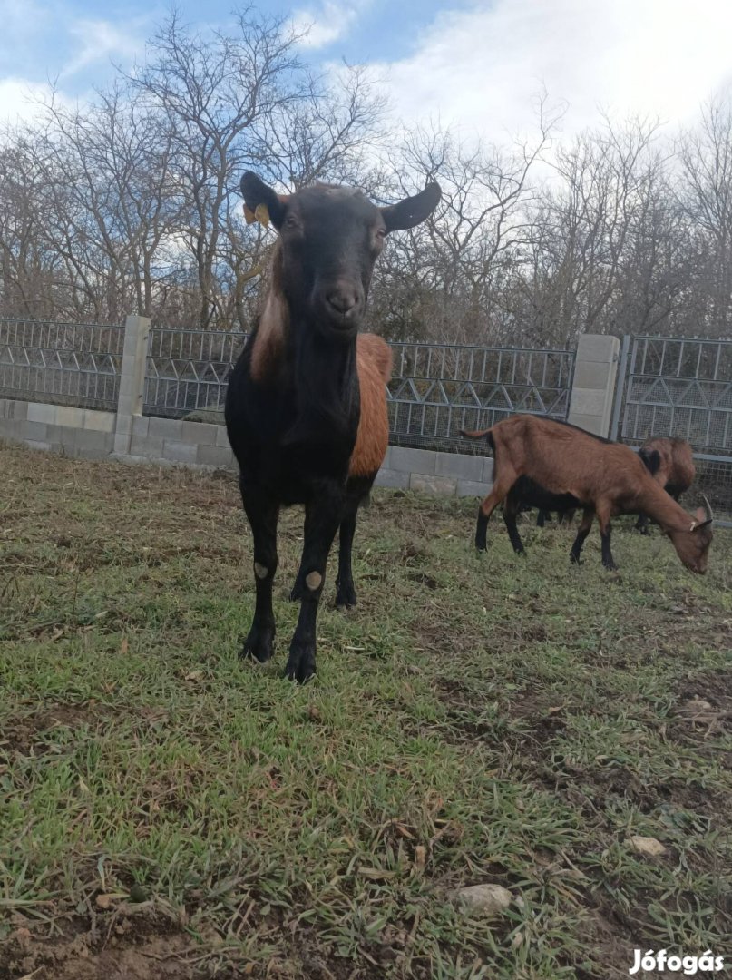 alpesi kecske eladó vagy csere